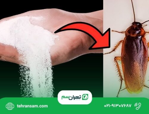 آیا جوهر نمک برای از بین بردن سوسک مؤثر است؟