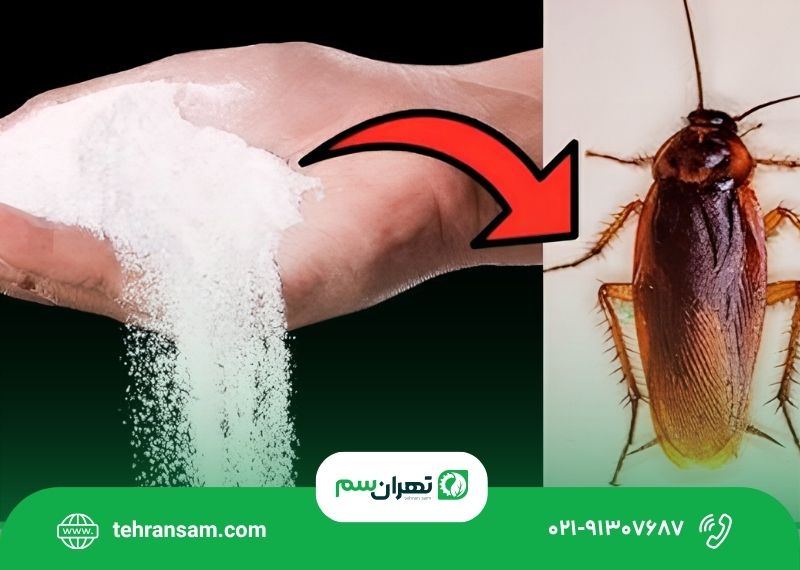آیا جوهر نمک برای از بین بردن سوسک مؤثر است؟