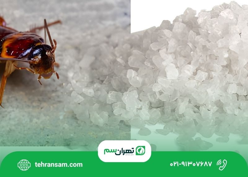 آیا جوهر نمک برای از بین بردن سوسک مؤثر است؟