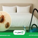 برای از بین بردن ساس در خانه چه کار کنیم؟
