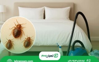 برای از بین بردن ساس در خانه چه کار کنیم؟