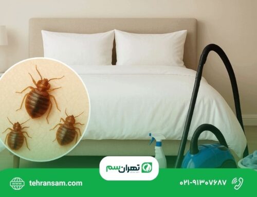 برای از بین بردن ساس در خانه چه کار کنیم؟
