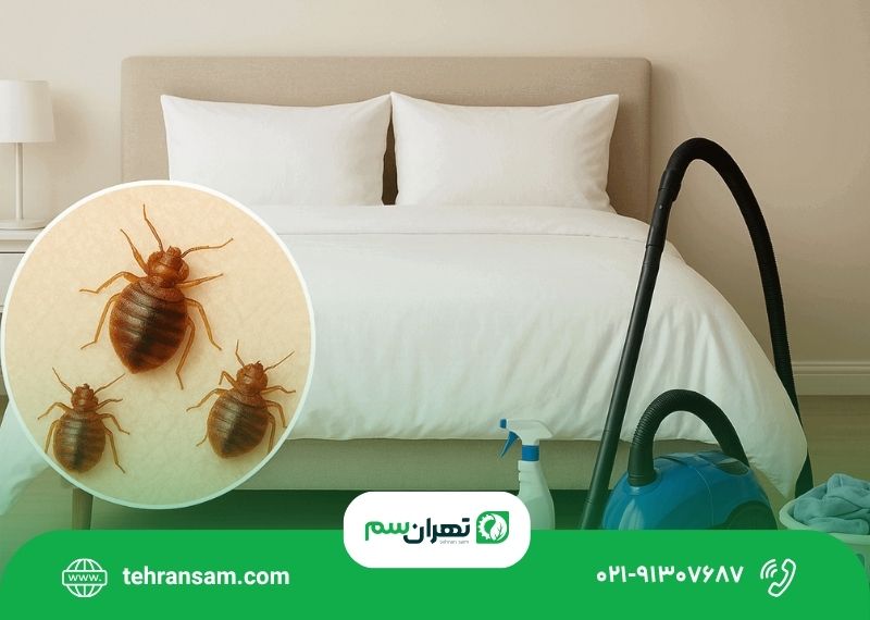 برای از بین بردن ساس در خانه چه کار کنیم؟