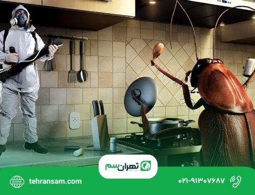 بهترین روش ازبین بردن سوسک کابینت