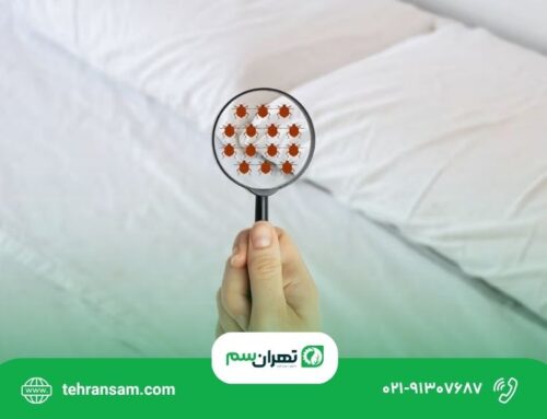 ساس از چه بویی بدش میاد؟