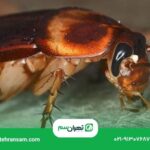 سوسک آمریکایی از کجا میاد؟