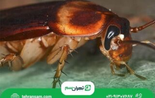 سوسک آمریکایی از کجا میاد؟