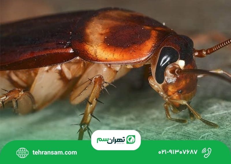 سوسک آمریکایی از کجا میاد؟