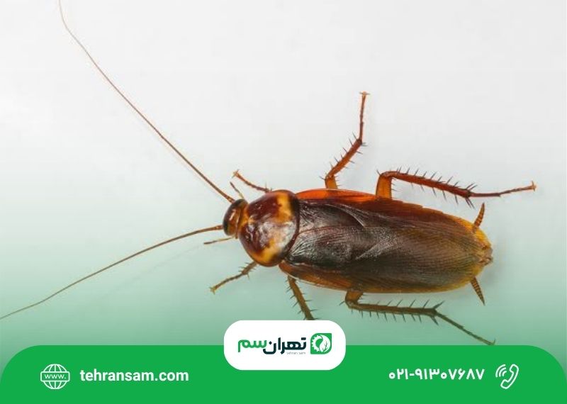 سوسک آمریکایی از کجا میاد؟ سوسک آمریکایی از کجا میاد؟