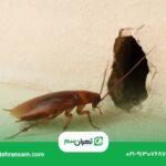 علت برگشت سوسک