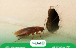 علت برگشت سوسک