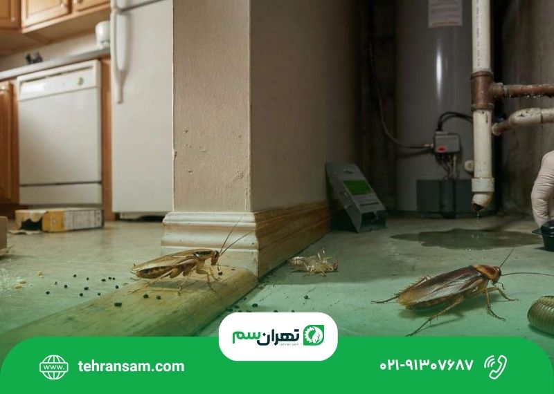 ۵ اشتباه رایج هنگام مبارزه با سوسک
