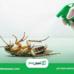 ۵ اشتباه رایج هنگام مبارزه با سوسک