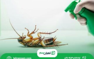 ۵ اشتباه رایج هنگام مبارزه با سوسک