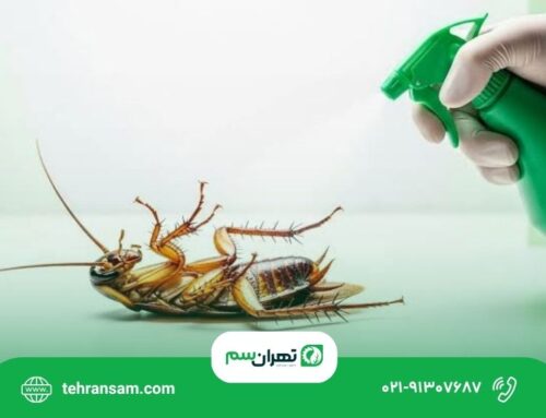 ۵ اشتباه رایج هنگام مبارزه با سوسک