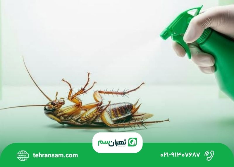 ۵ اشتباه رایج هنگام مبارزه با سوسک