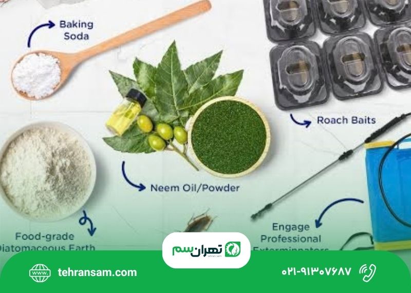 بهترین روش برای از بین بردن سوسک در خانه چیست؟ بهترین روش برای از بین بردن سوسک در خانه چیست؟