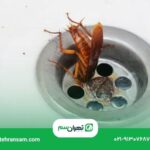 بهترین روش برای از بین بردن سوسک در خانه چیست؟