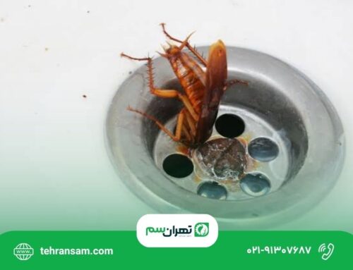 بهترین روش برای از بین بردن سوسک در خانه چیست؟