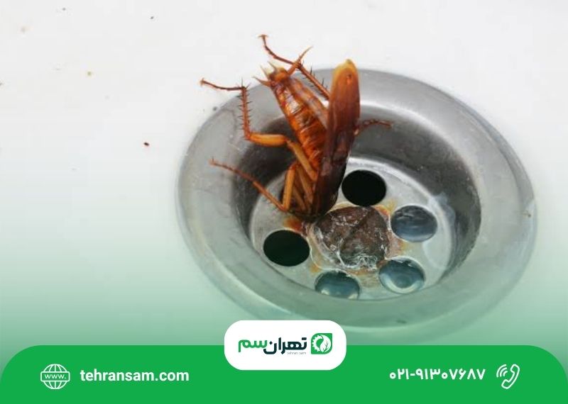 بهترین روش برای از بین بردن سوسک در خانه چیست؟