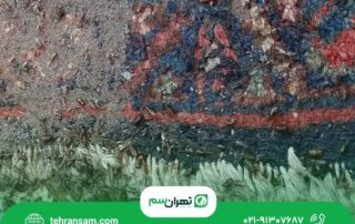 بید فرش از کجا می آید؟