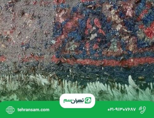 بید فرش از کجا می آید؟