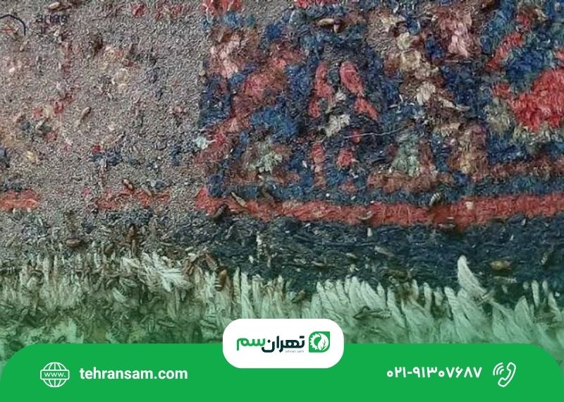بید فرش از کجا می آید؟