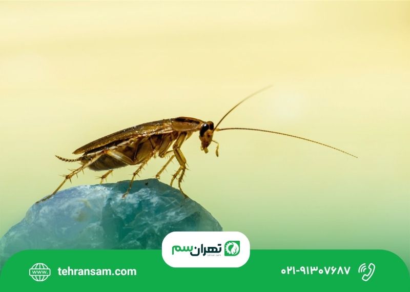 فرق سوسک امریکایی و المانی فرق سوسک امریکایی و المانی