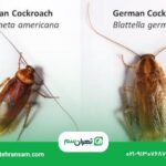 فرق سوسک امریکایی و المانی