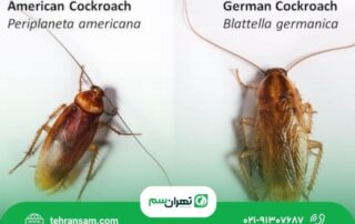 فرق سوسک امریکایی و المانی