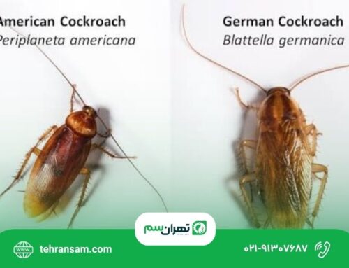 فرق سوسک امریکایی و المانی