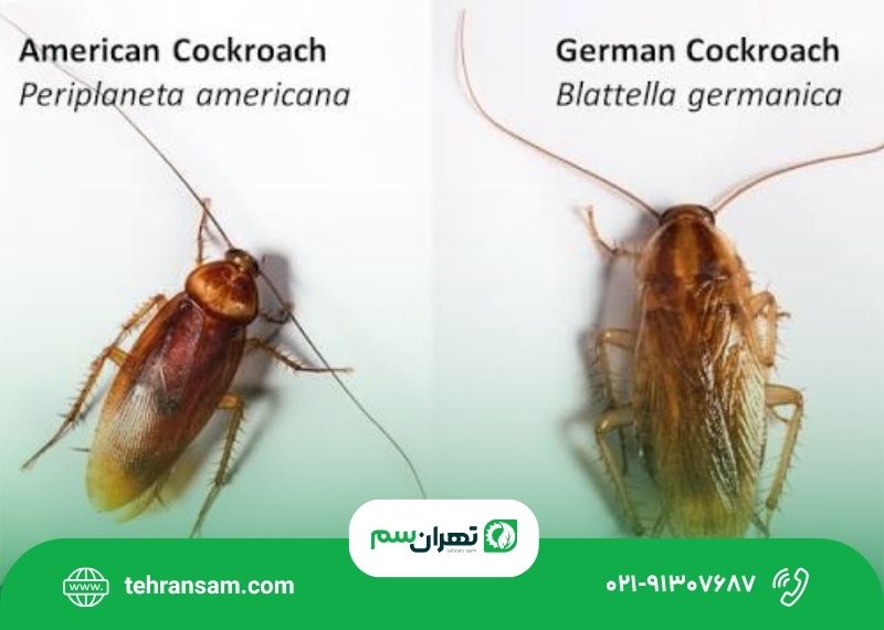 فرق سوسک امریکایی و المانی
