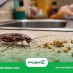 چرا آشپزخانه من سوسک دارد؟ ۸ عامل جذب سوسک به منزل