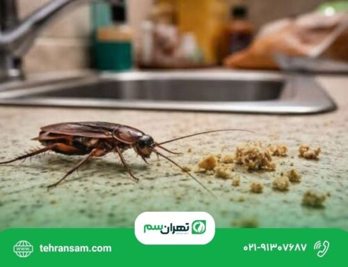 چرا آشپزخانه من سوسک دارد؟ ۸ عامل جذب سوسک به منزل