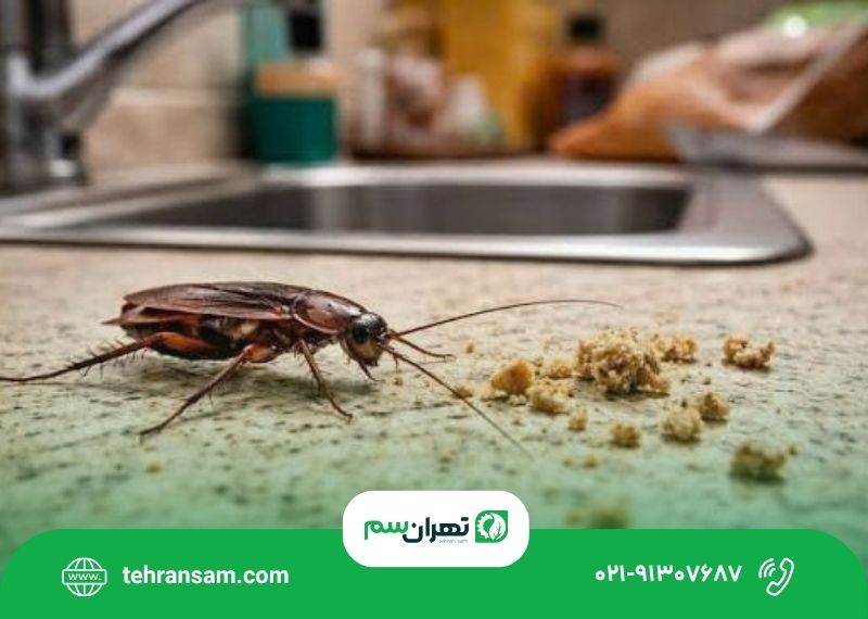 چرا آشپزخانه من سوسک دارد؟ ۸ عامل جذب سوسک به منزل