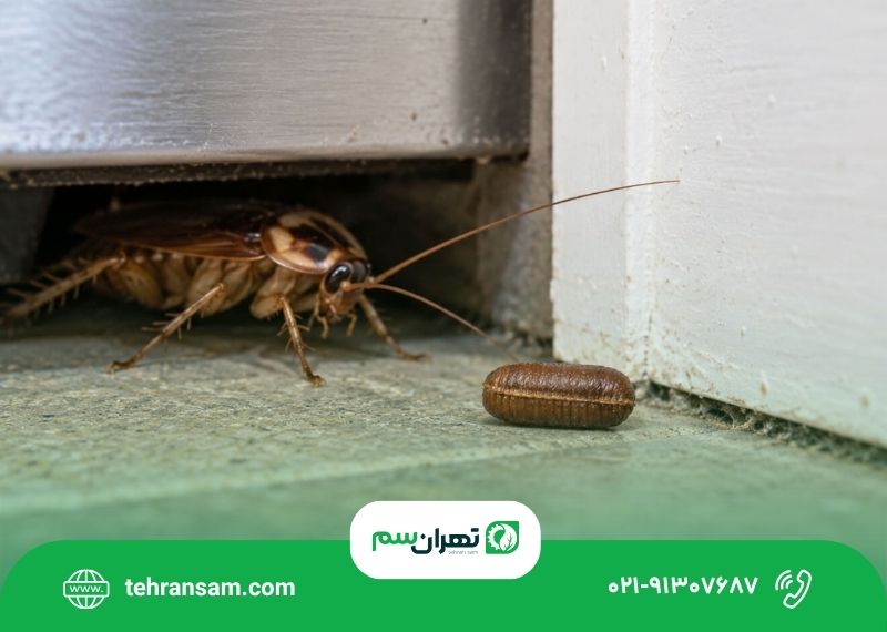 از بین بردن تخم سوسک (1) از بین بردن تخم سوسک؛ کپسول تخم سوسک کجاست و چطور نابود میشود؟