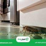 از بین بردن تخم سوسک