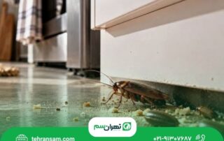 از بین بردن تخم سوسک