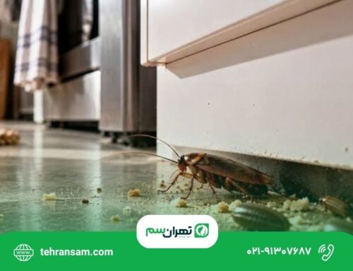 از بین بردن تخم سوسک