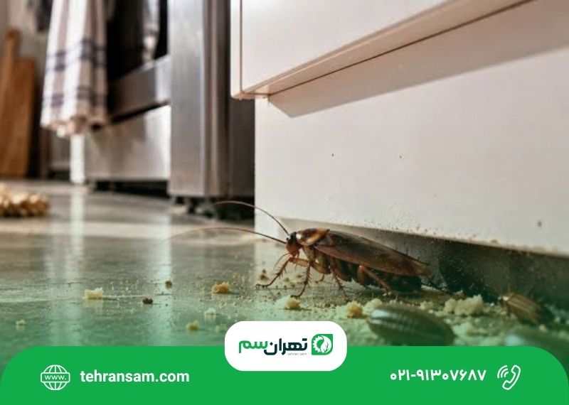 از بین بردن تخم سوسک