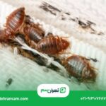 سمپاشی ساس در تهران