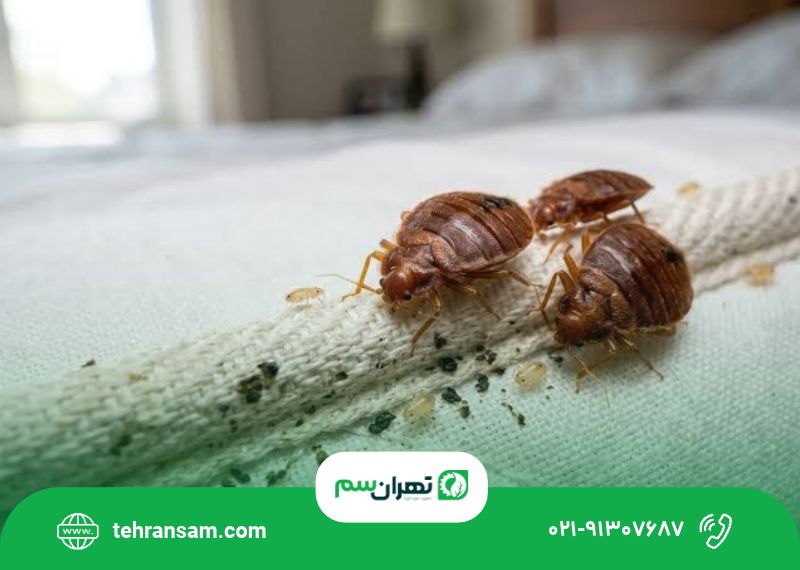 سمپاشی ساس در تهران؛ راهنمای کامل مراحل، روش‌ها و هزینه