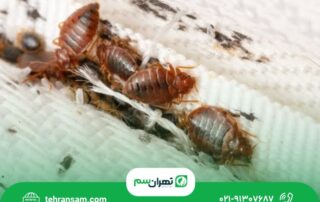 سمپاشی ساس در تهران
