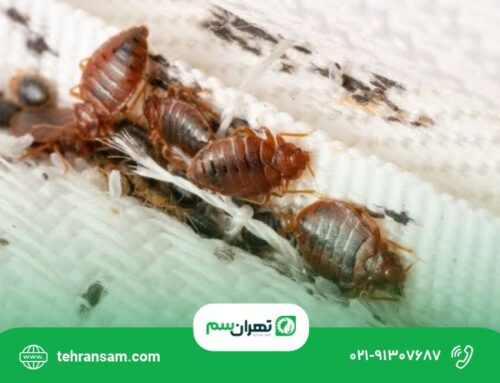 سمپاشی ساس در تهران