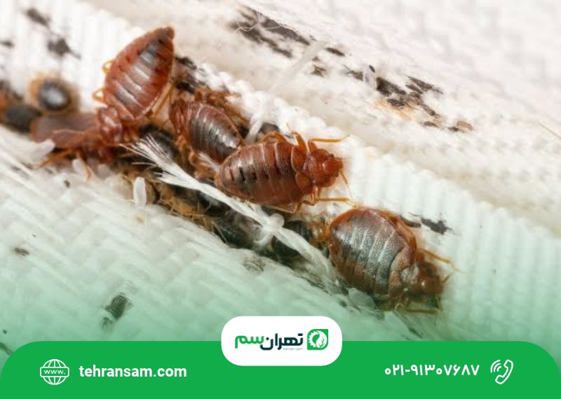 سمپاشی ساس در تهران
