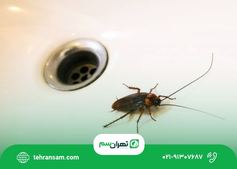 سوسک شرقی از کجا می‌آید؟ مسیرهای ورود و راه‌های جلوگیری