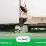 سوسک شرقی از کجا میاد