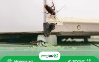 سوسک شرقی از کجا میاد