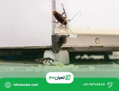 سوسک شرقی از کجا میاد