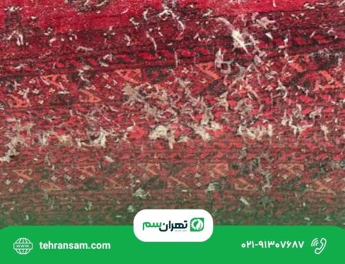 نشانه‌های وجود بید در فرش